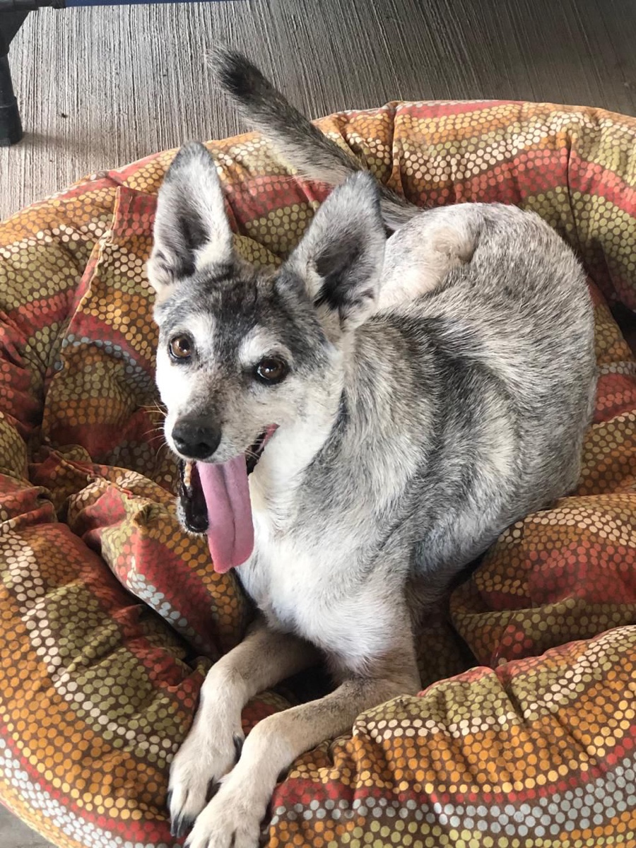 Cindy, a happy senior dog at Tail End Sanctuary
