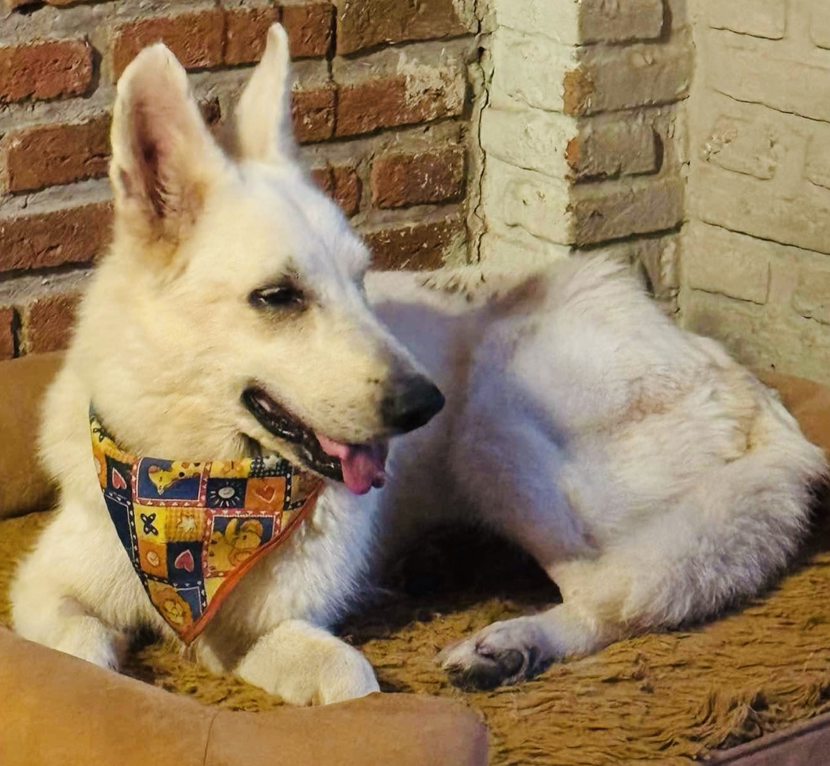 Nita, a senior blind white shepherd at Tail End Sanctuary