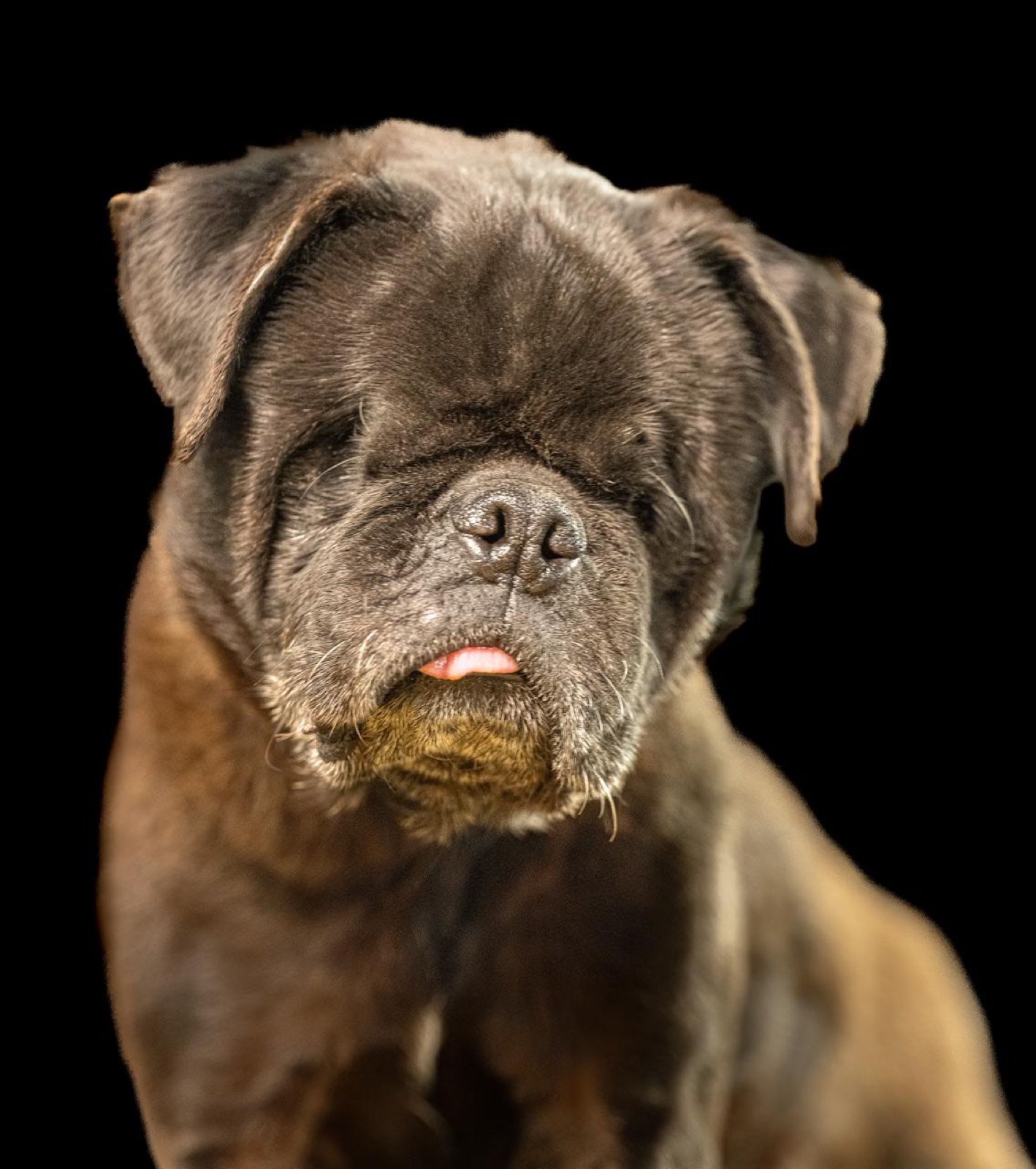 Pugsley, our blind senior, at Tail End Sanctuary