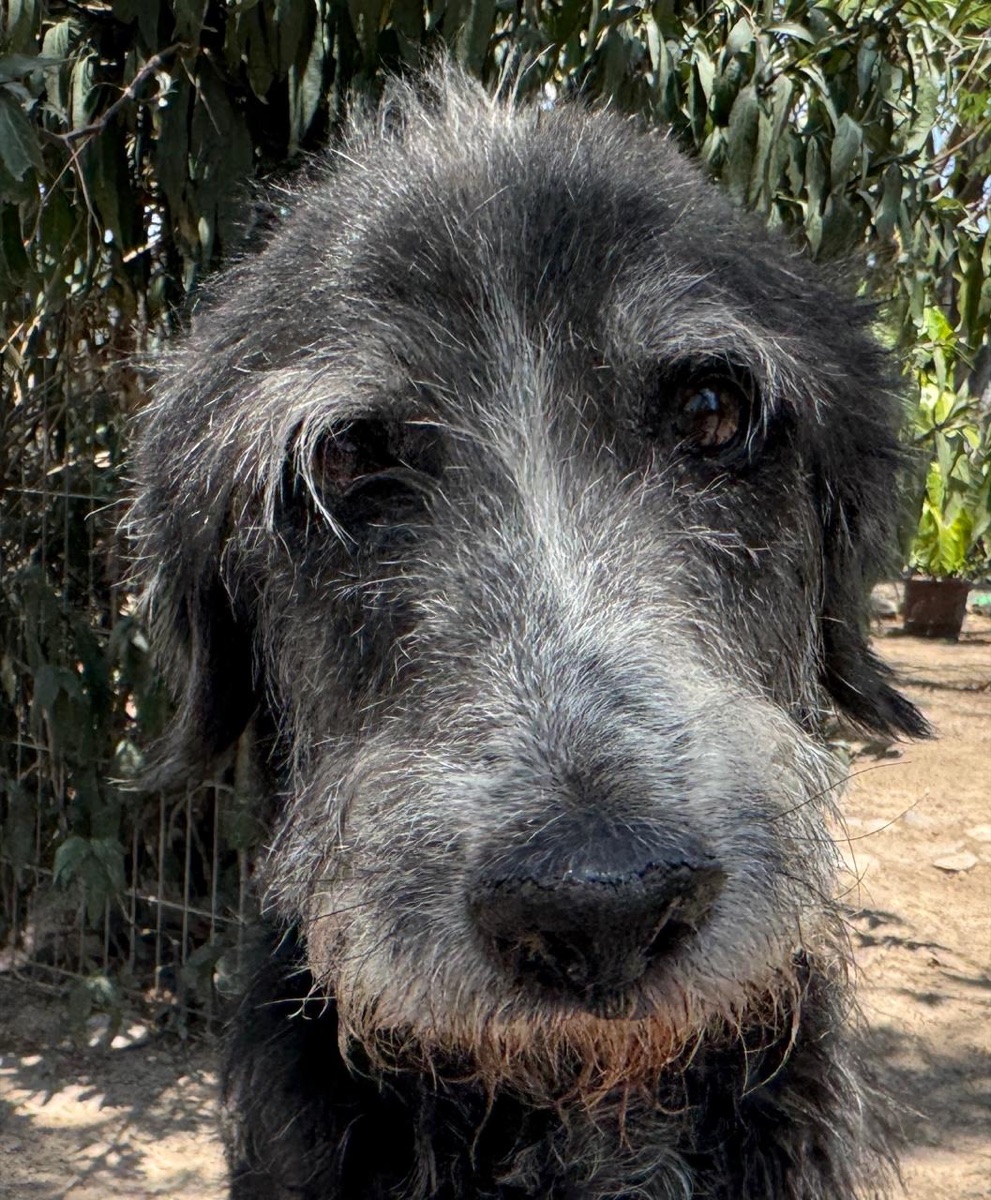 Teddy, a senior rescue dog at Tail End Sanctuary