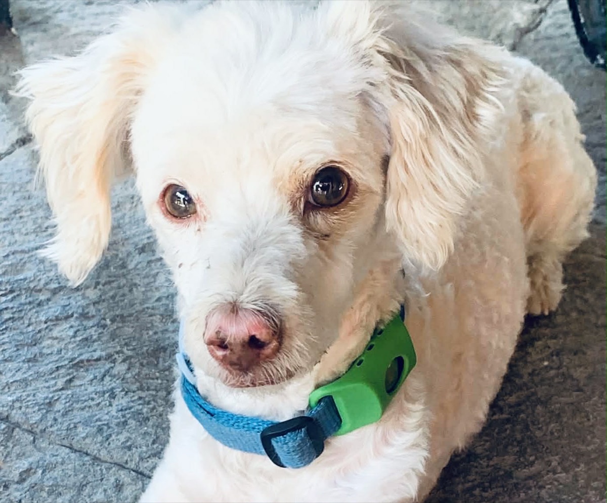 Valentino, a senior dog rescued from a highway