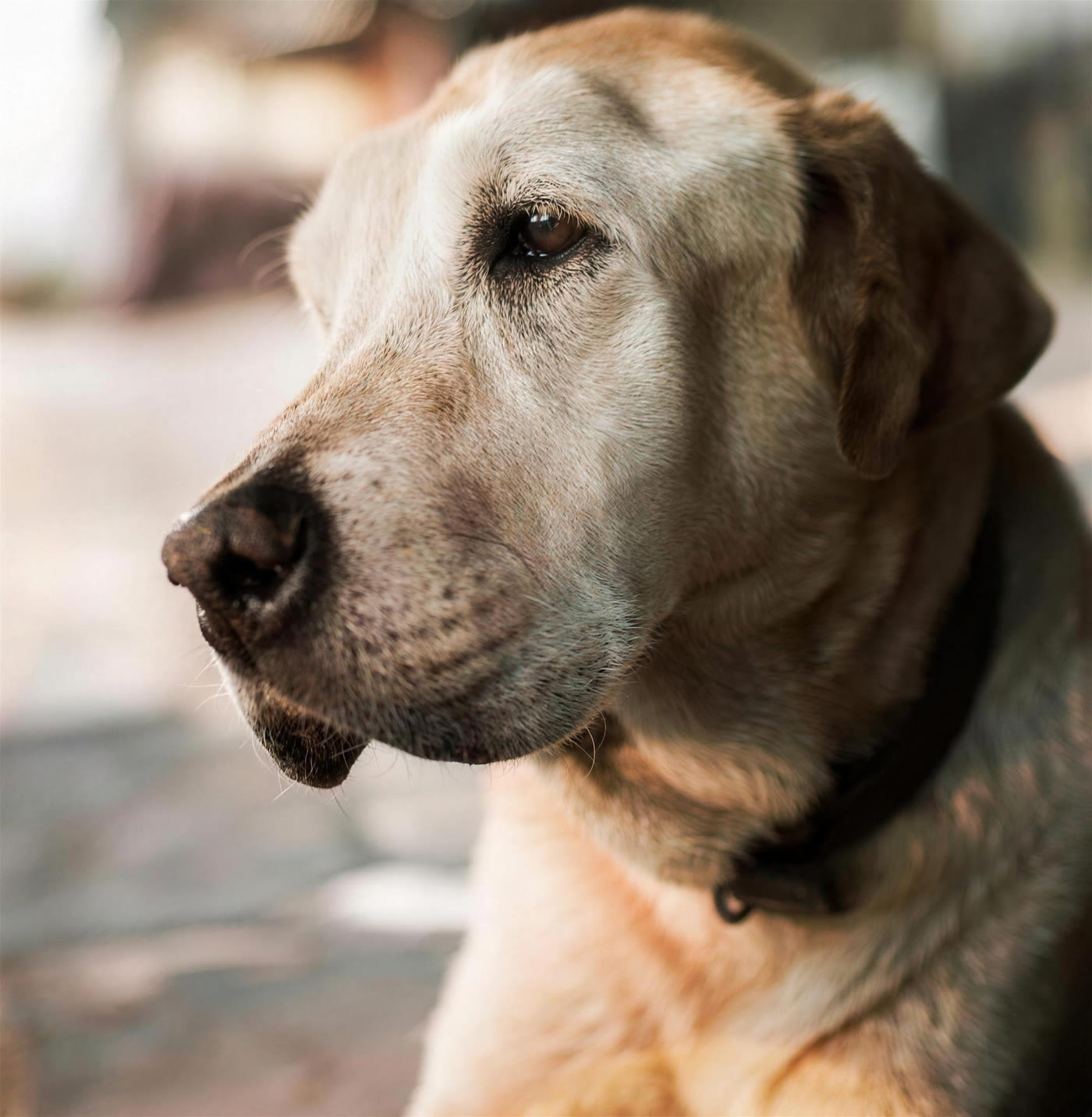 A senior dog resting at Tail End Sanctuary