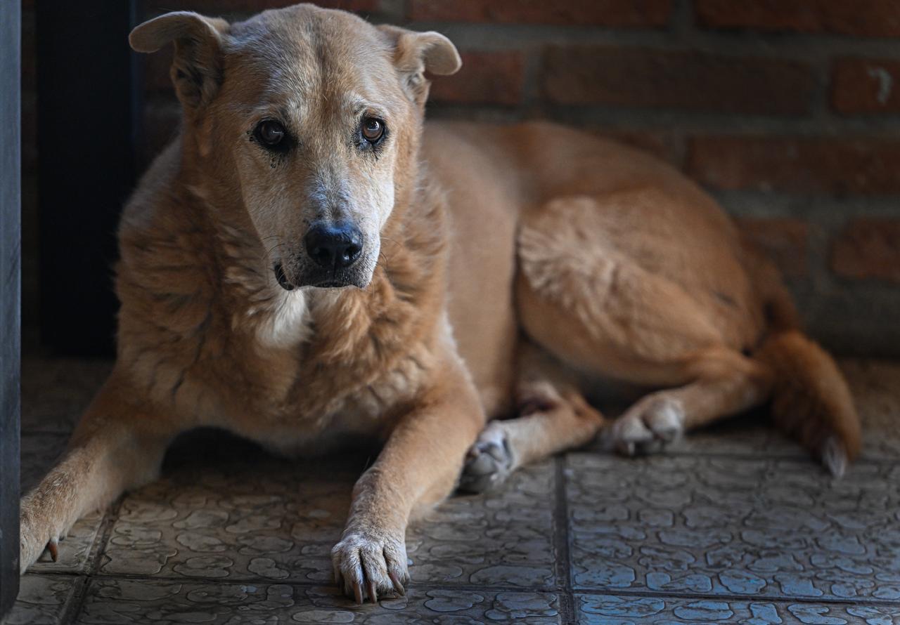 A senior dog resting at Tail End Sanctuary in Lake Chapala, Mexico