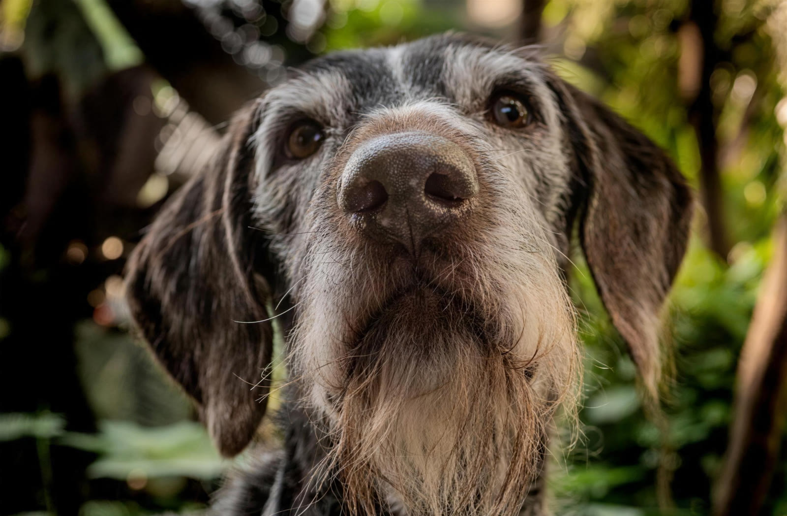 Senta, a senior dog at Tail End Sanctuary